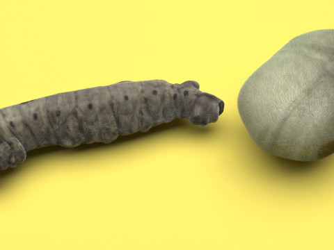 Silkworm With Cocoon Modèle 3D