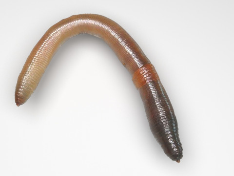 Earthworm 3D Модель