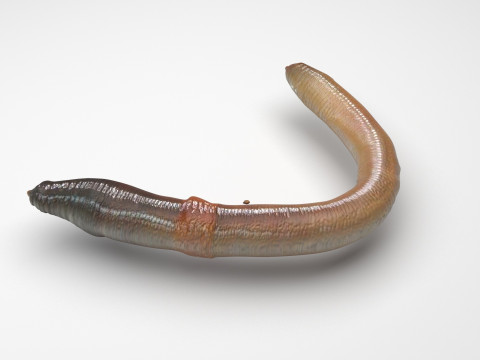 Earthworm 3D Модель