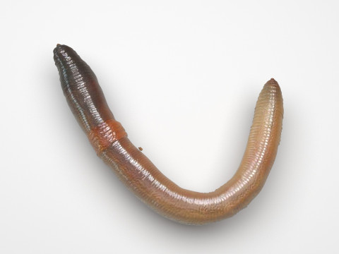 Earthworm 3D Модель