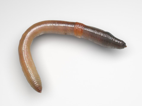 Earthworm 3D Модель