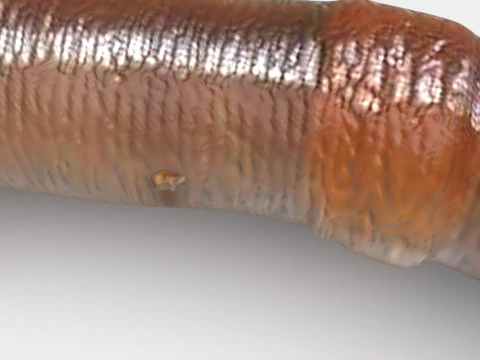 지렁이 3D 모델