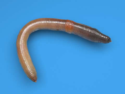 Earthworm 3D Модель