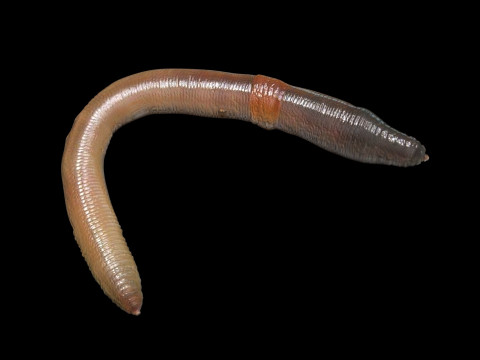 Earthworm 3D Модель