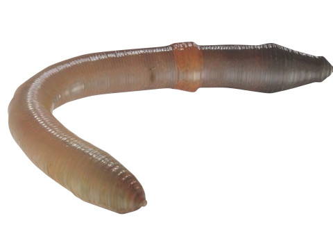 Earthworm 3D Модель