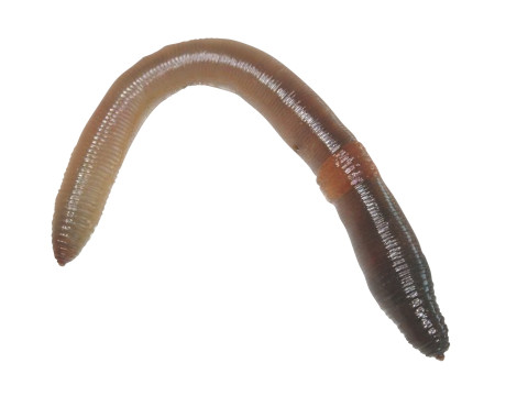 Earthworm 3D Модель