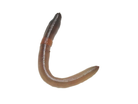 Earthworm 3D Модель