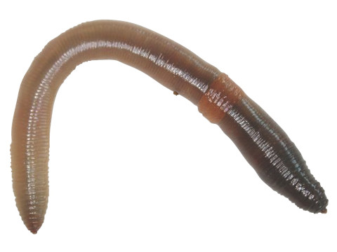 Earthworm 3D Модель