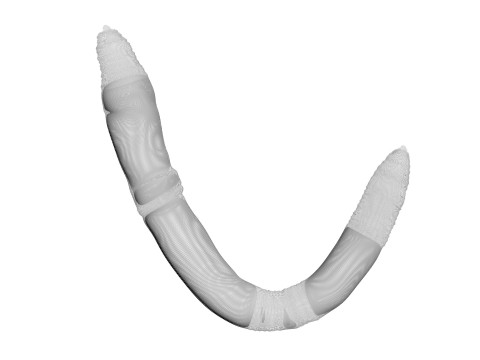Earthworm 3D Модель