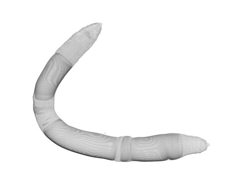 Earthworm 3D Модель