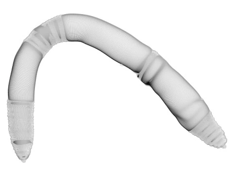 지렁이 3D 모델