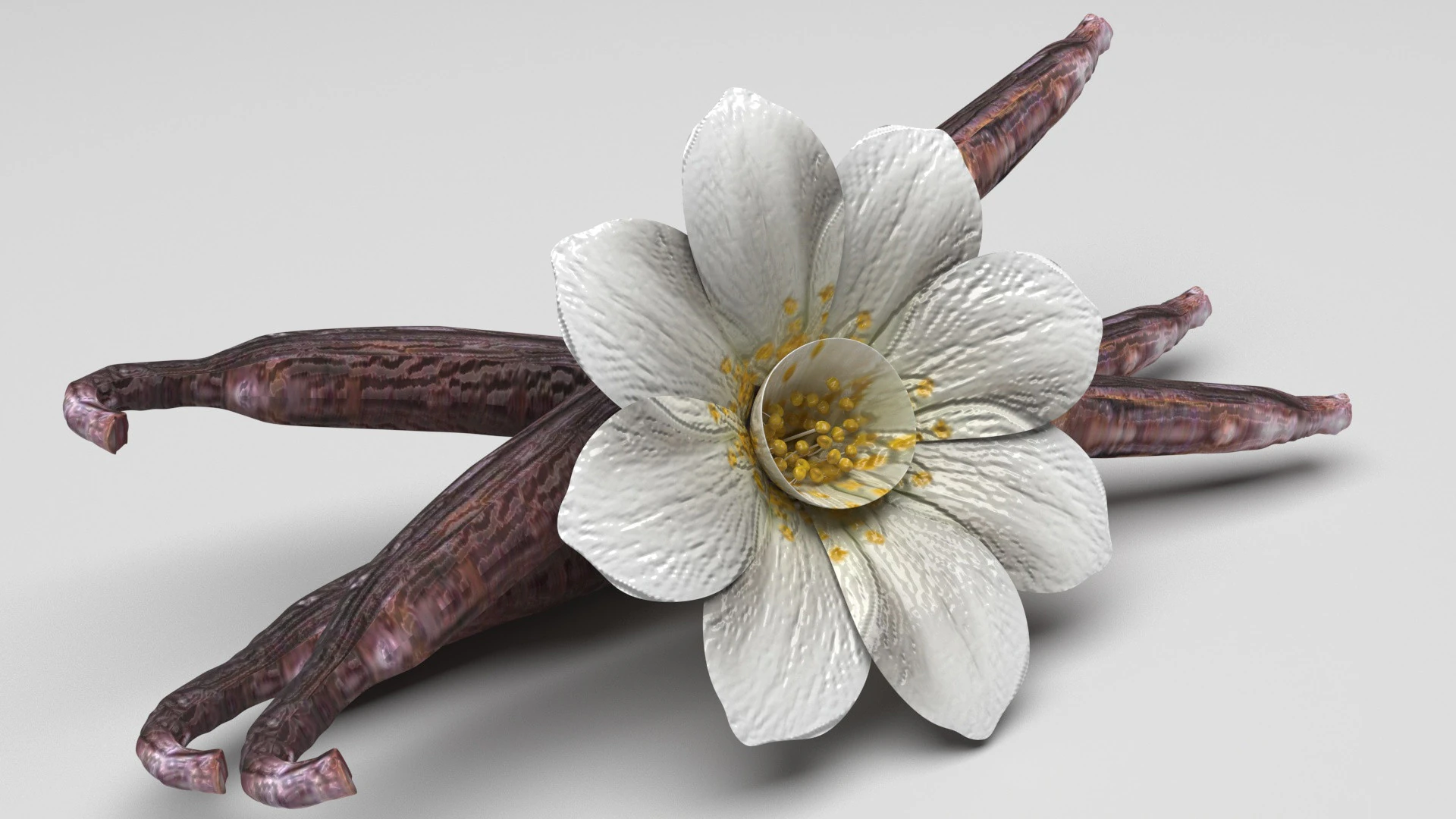 バニラ 3Dモデル .c4d .max .obj .3ds .fbx .stl .blend 