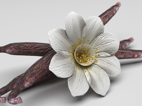 Vanilla 3D Model