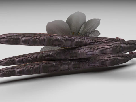 バニラ 3Dモデル