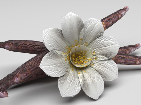 Vanilla 3D 모델