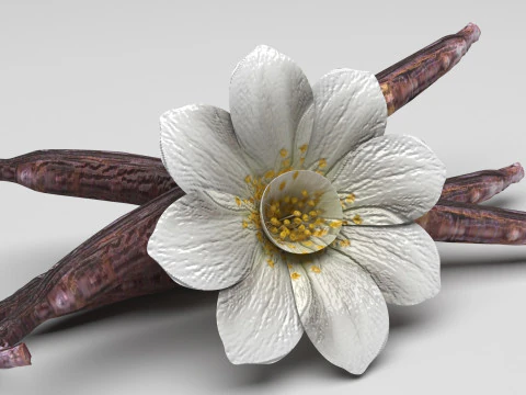 バニラ 3Dモデル