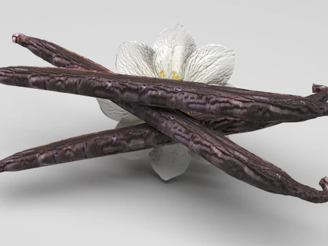 バニラ 3Dモデル