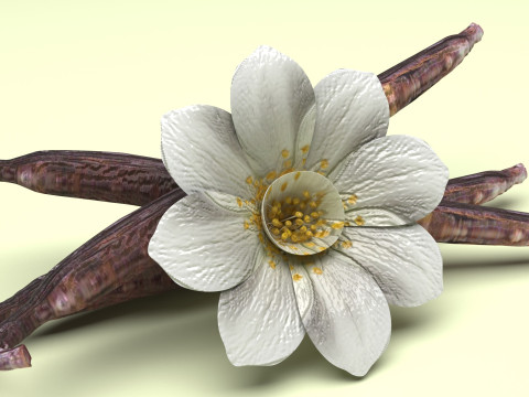 Vanilla 3D 모델