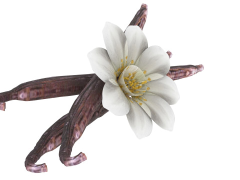 Vanilla 3D 모델