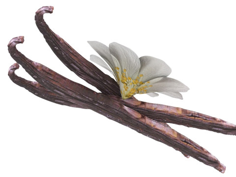 Vanilla 3D 모델