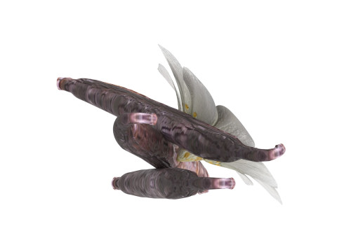 Vanilla 3D 모델