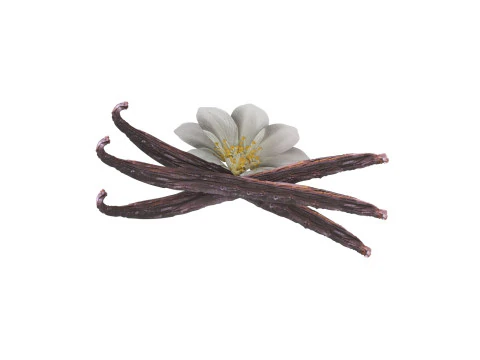 バニラ 3Dモデル