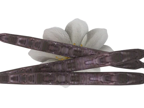 バニラ 3Dモデル