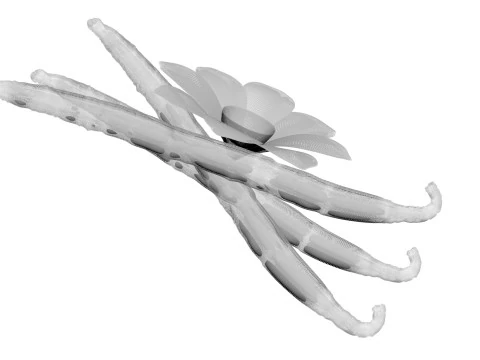 バニラ 3Dモデル