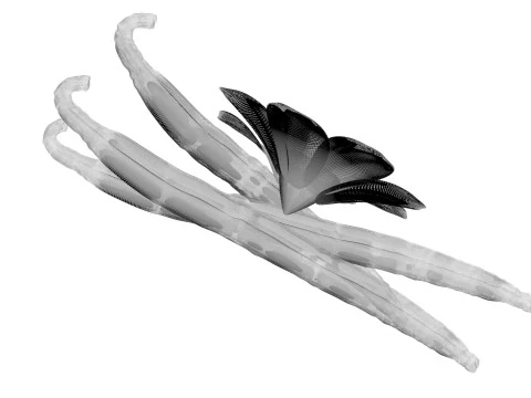 バニラ 3Dモデル