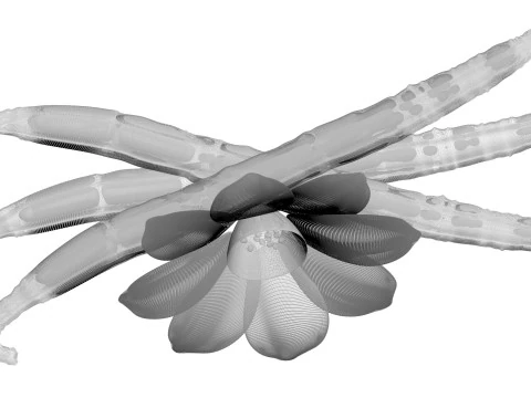 バニラ 3Dモデル