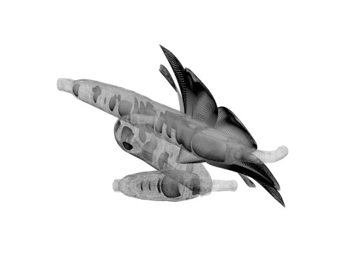 バニラ 3Dモデル