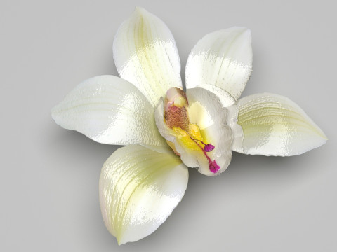 Vanilla Flower 3D Model
