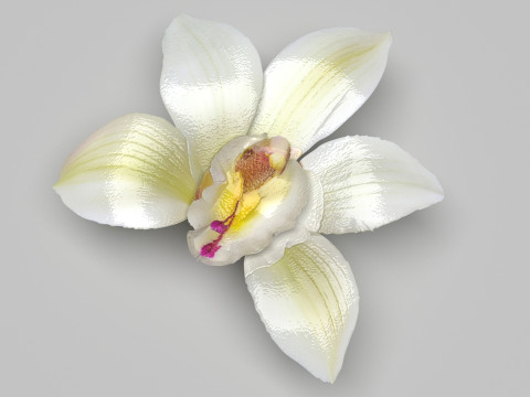 Vanilla Flower 3D Model