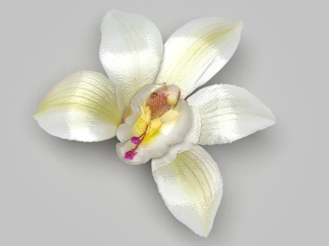 Vanilla Flower 3D Model