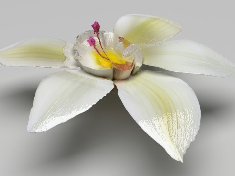 Vanilla Flower 3D Model