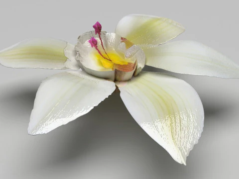 Vanilla Flower 3D Model