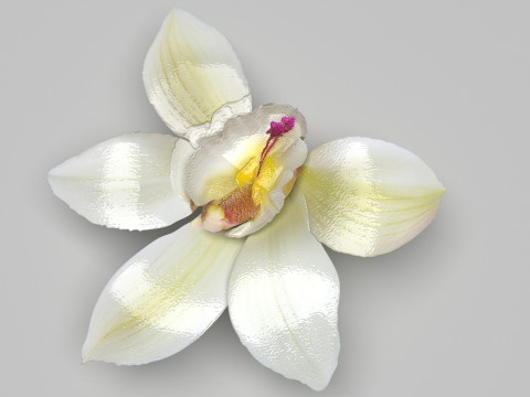 Vanilla Flower 3D Model