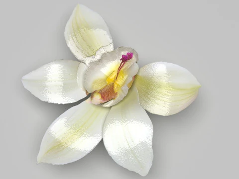 Vanilla Flower 3D Model