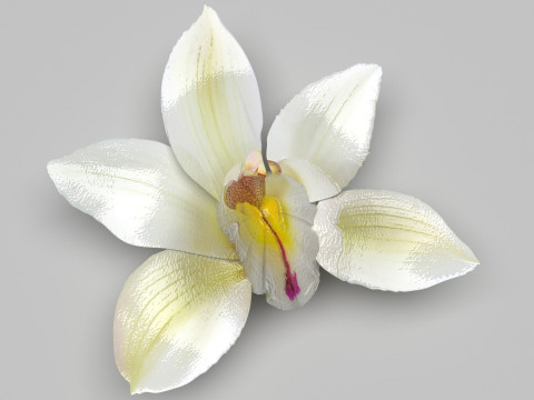 Vanilla Flower 3D Model
