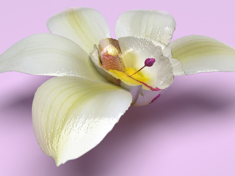 Vanilla Flower 3D Model