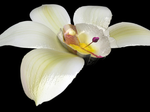Vanilla Flower 3D Model