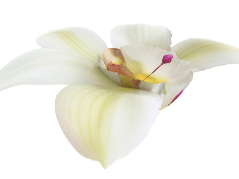 Vanilla Flower 3D Model