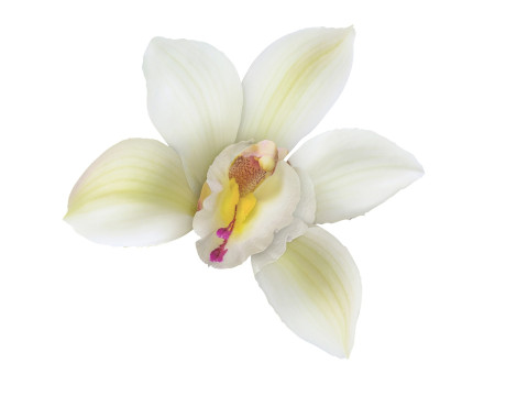 Vanilla Flower 3D Model