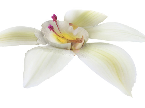 Vanilla Flower 3D Model