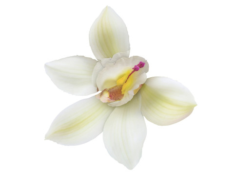 Vanilla Flower 3D Model