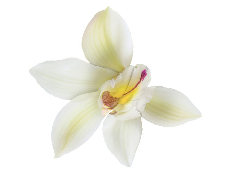 Vanilla Flower 3D Model