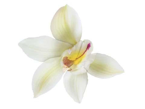 Vanilla Flower 3D Model