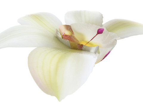 Vanilla Flower 3D Model