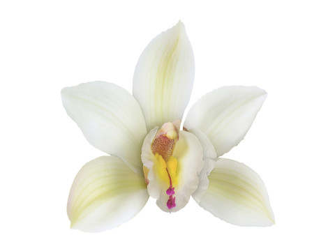 Vanilla Flower 3D Model