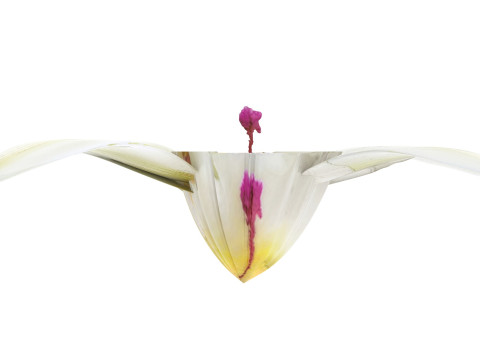 Vanilla Flower 3D Model